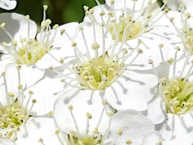 Reeve's spiraea