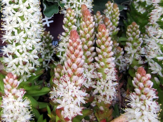 Orostachys japonica