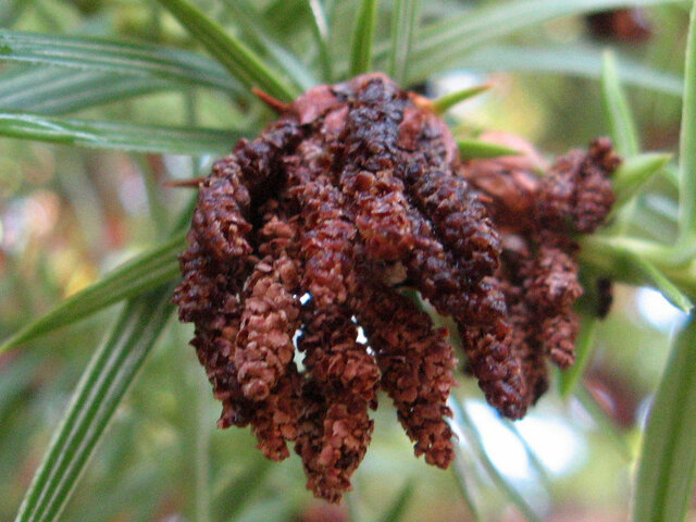 Chinese fir tree