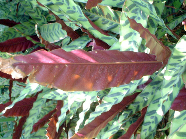 Calathea lancifolia