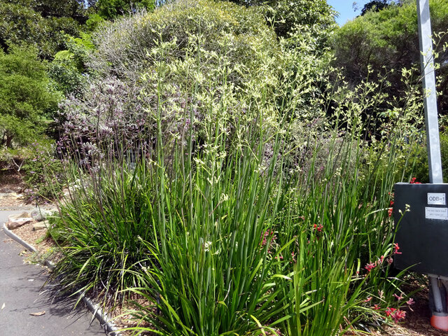 Kangaroo paw