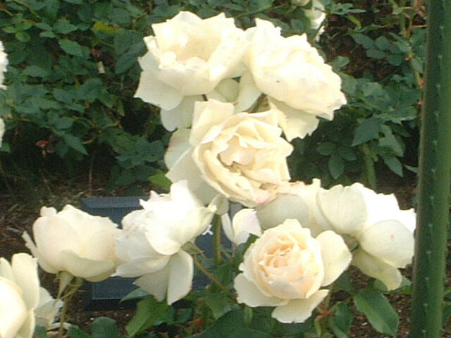 Rose (Rosa 'Pink Powderpuff') in the Roses Database 