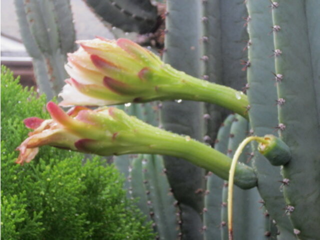 キメンカク Cereus Peruvianus かぎけん花図鑑