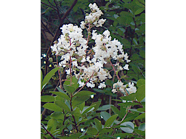 Lagerstroemia Indica