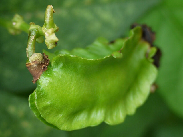 Winged bean