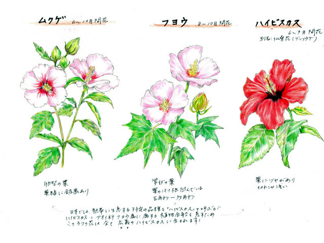 世界の国花 Kr 韓国 かぎけん花図鑑