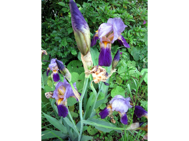 German Iris