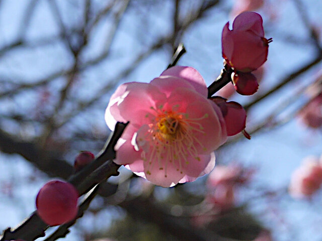 Prunus mume 'Ohginagashi'