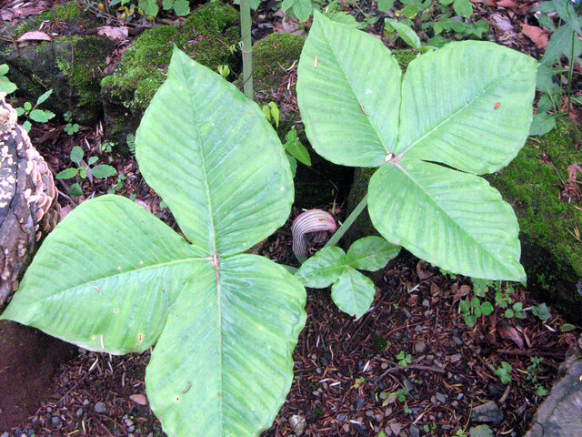 Arisaema ringens