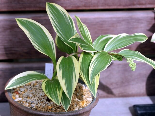 Maianthemum japonicum