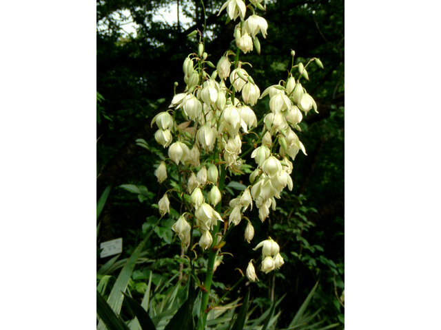 Yucca recurvifolia