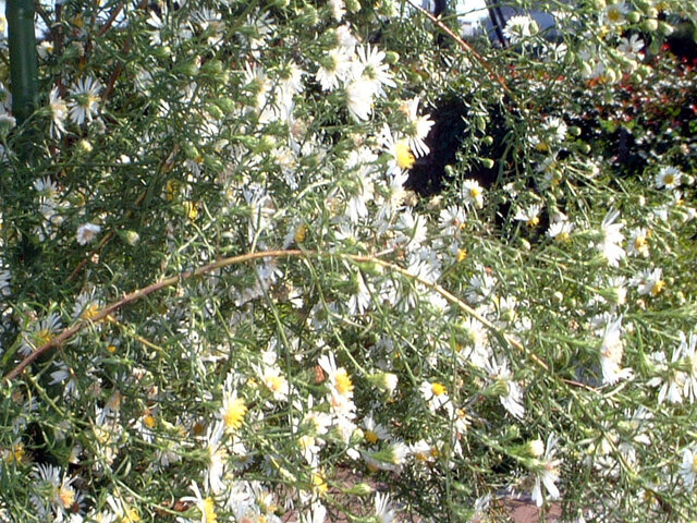 Frost aster