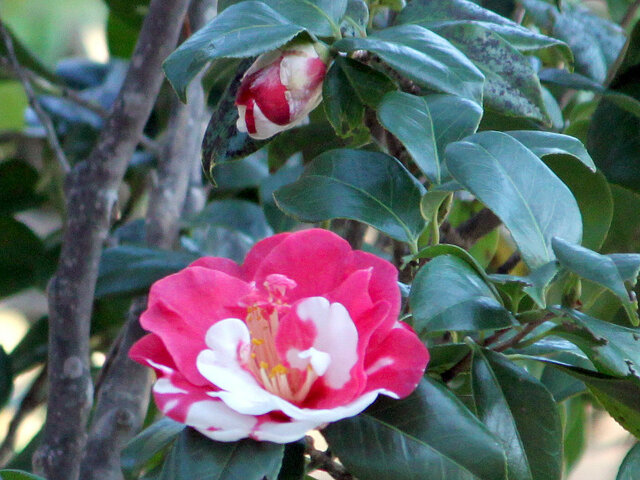 Camellia japonica 'Okesa-bayashi'