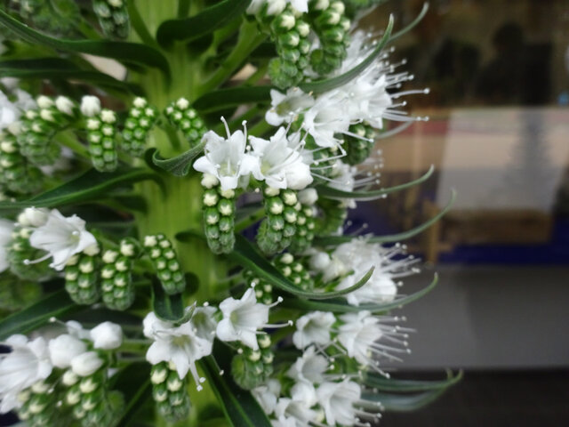 Echium simplex