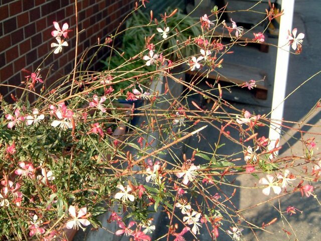 Gaura lindheimeri