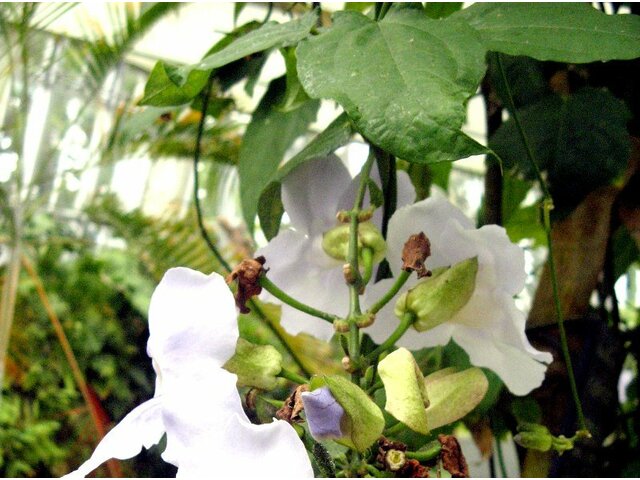 Thunbergia grandiflora