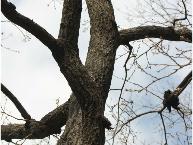 Sawtooth oak