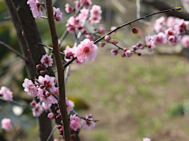 Prunus blirean 