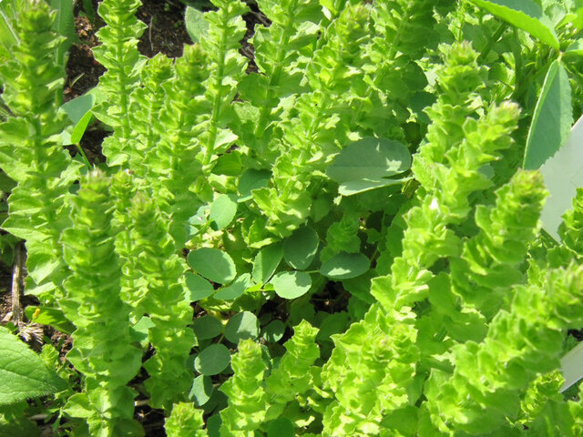 Specularia perfoliata