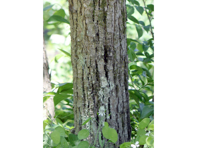 Tilia japonica