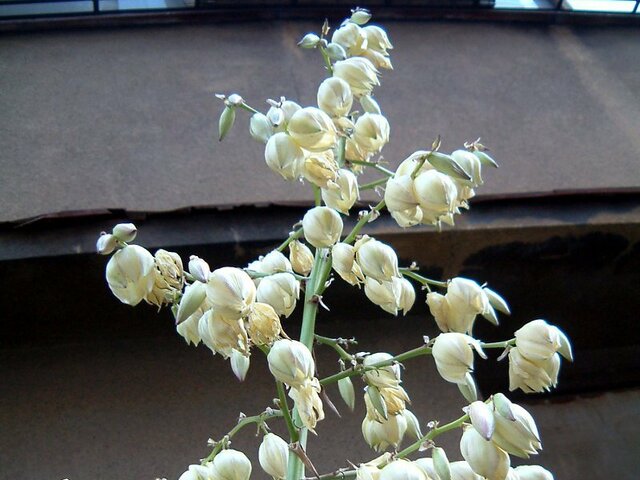 Yucca gloriosa