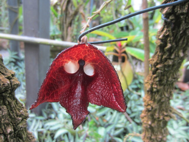 Aristolochia salvadorensis