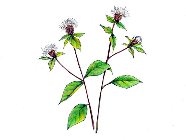 Atractylodes japonica