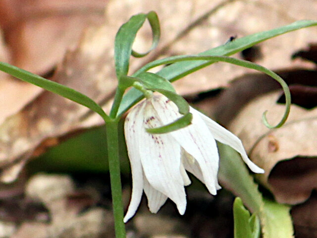 Fritillaria japonica