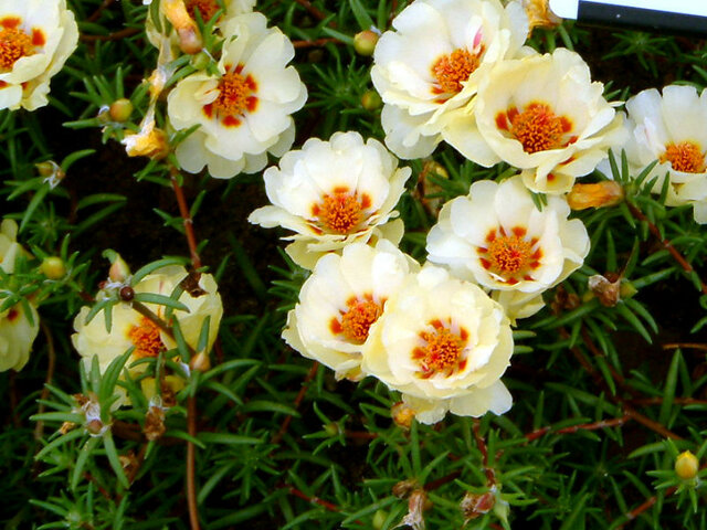 誕生花 8月3日 マツバボタン サントリナ カンナ かぎけん花図鑑