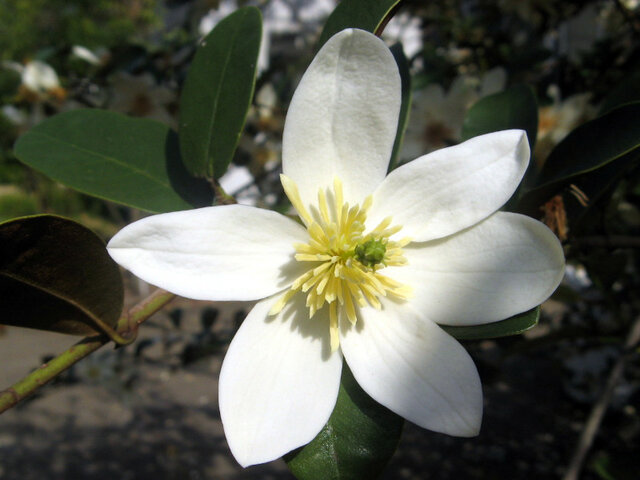 Michelia yunnanensis