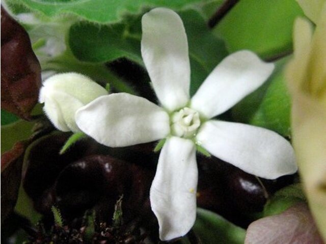 白花蓝星花 Oxypetalum Caeruleum Alba 科技研花图画书