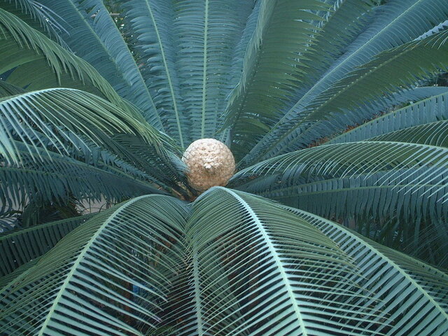 Dioon spinulosum