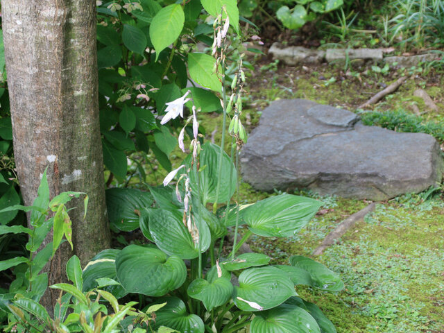 Hosta