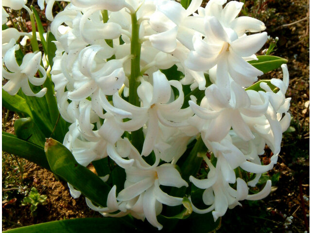 Hyacinth