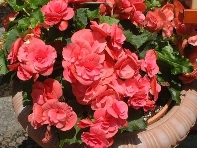 Elatior Begonia