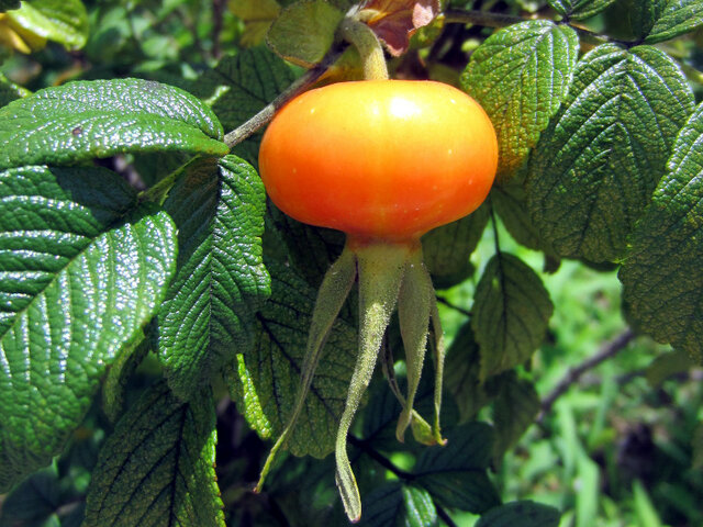 Rosa rugosa