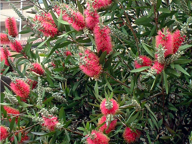 オーストラリアの花 かぎけん花図鑑