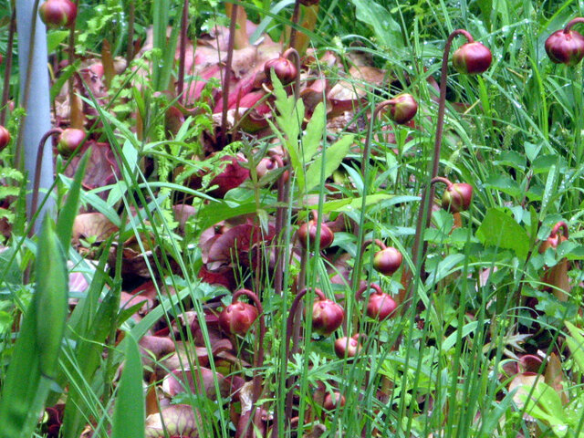 Sarracenia courtii