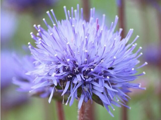 Jasione perennis