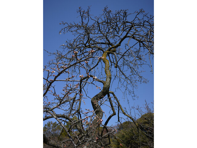 Prunus mume 'Ryokugakushidare',