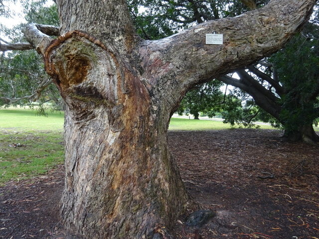 Eucalyptus maidenii