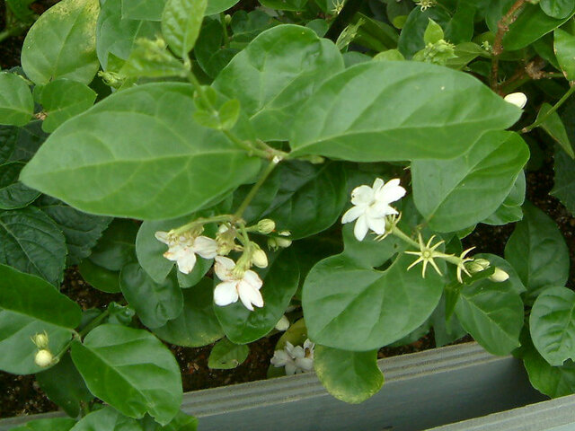 Arabian Jasmine