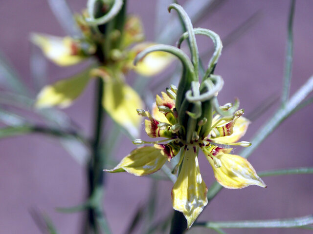 Nigella orientalis