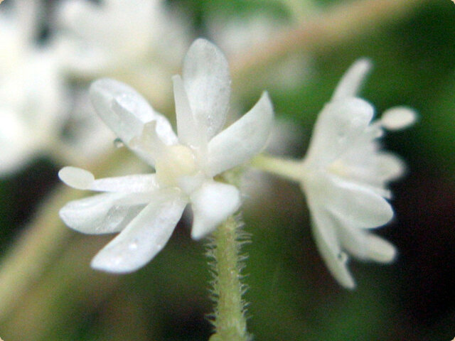 Maianthemum robustum