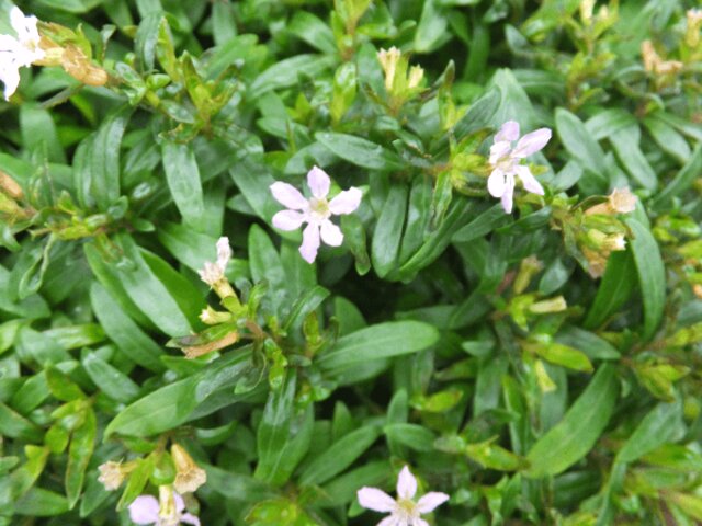 クフェア ヒッソピフォリア Cuphea Hyssopifolia かぎけん花図鑑