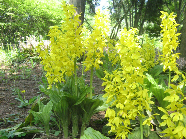 大黄花虾脊兰