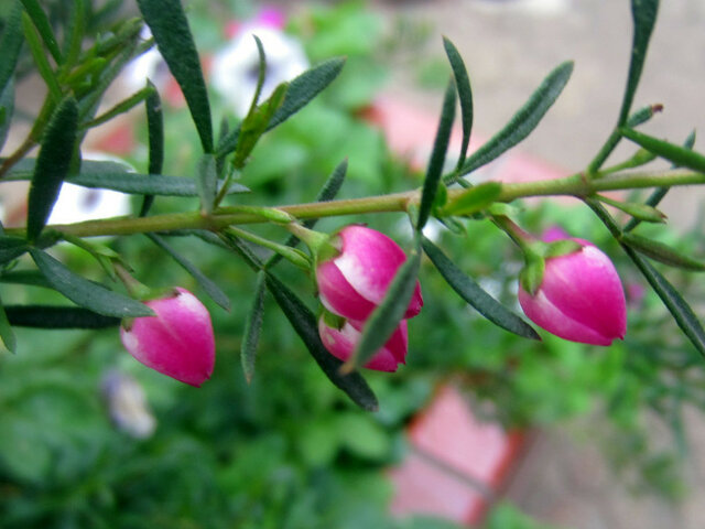 Boronia heterophylla