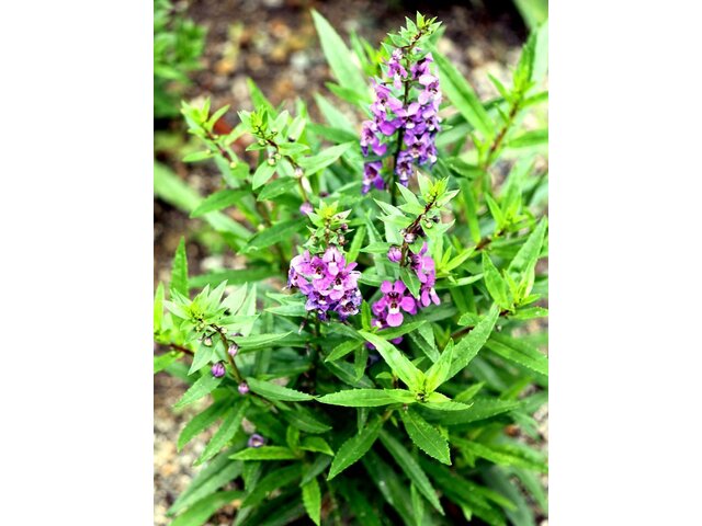 矮性香彩雀 Angelonia Serena 科技研花图画书