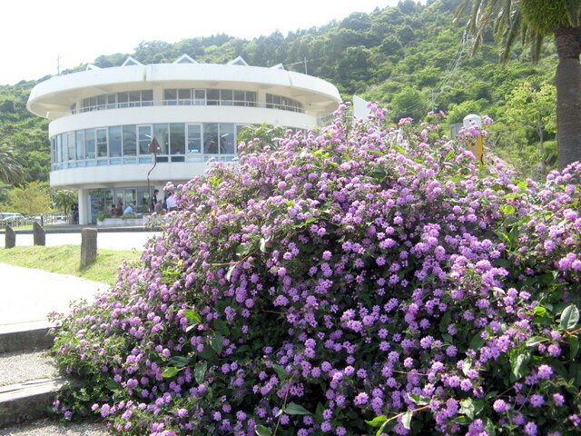 Lantana montevidensis