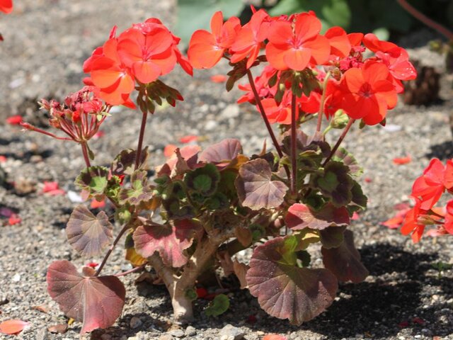 Bedding geranium